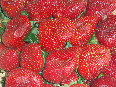 Fresas naturales