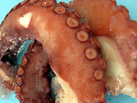 Pulpo preparado 